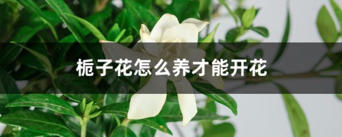 栀子花怎么养才能开花