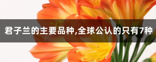 君子兰常见的主要品种