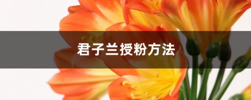 君子兰授粉方法