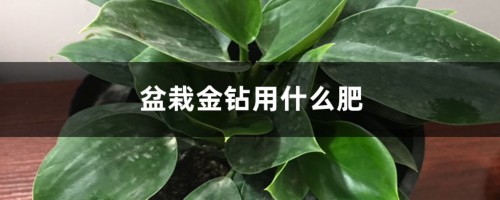 盆栽金钻用什么肥