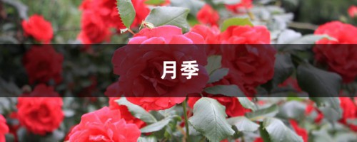 一脚踢倒花盆，茉莉月季...蹭蹭冒新芽，不到1月又爆盆！