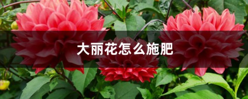 大丽花怎么施肥